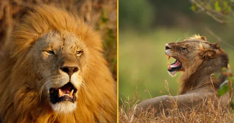 Ten percent of men believe they could beat a lion in a fist fight, according to survey Ten percent of men believe they could beat a lion in a fist fight, according to survey
