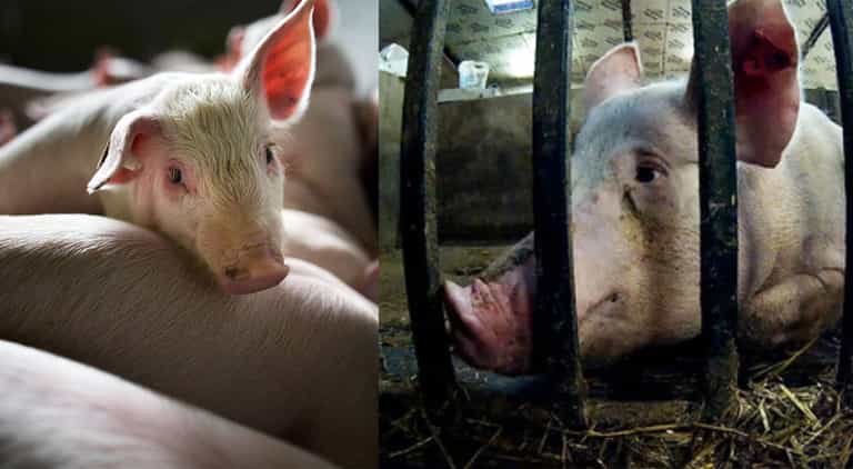 Investigation launched as pigs hammered to death at “high-welfare” farm Investigation launched as pigs hammered to death at “high-welfare” farm