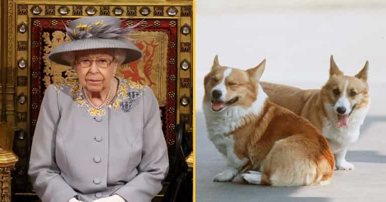 Puppy given to Queen while Prince Philip was in hospital has died Puppy given to Queen while Prince Philip was in hospital has died