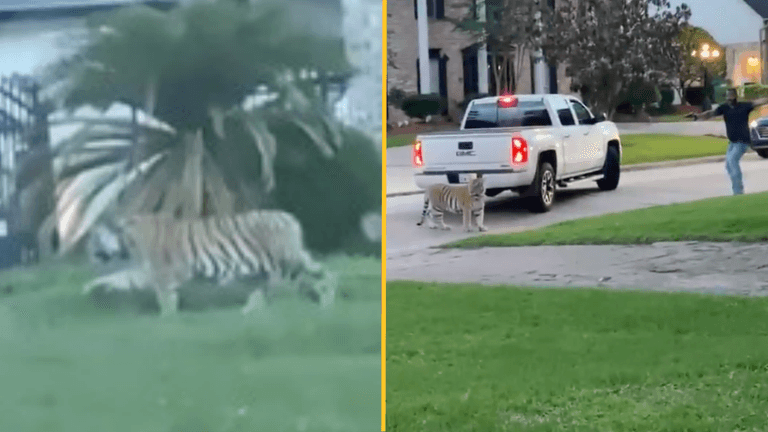 Tiger roaming street in Houston ends in tense stand off Tiger roaming street in Houston ends in tense stand off