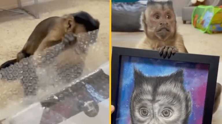 Beloved TikTok star and Capuchin Monkey George has passed away Beloved TikTok star and Capuchin Monkey George has passed away