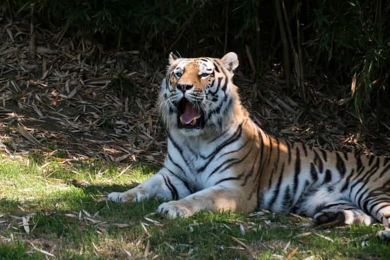 Notorious tiger poacher has been caught after 20-year hunt Notorious tiger poacher has been caught after 20-year hunt