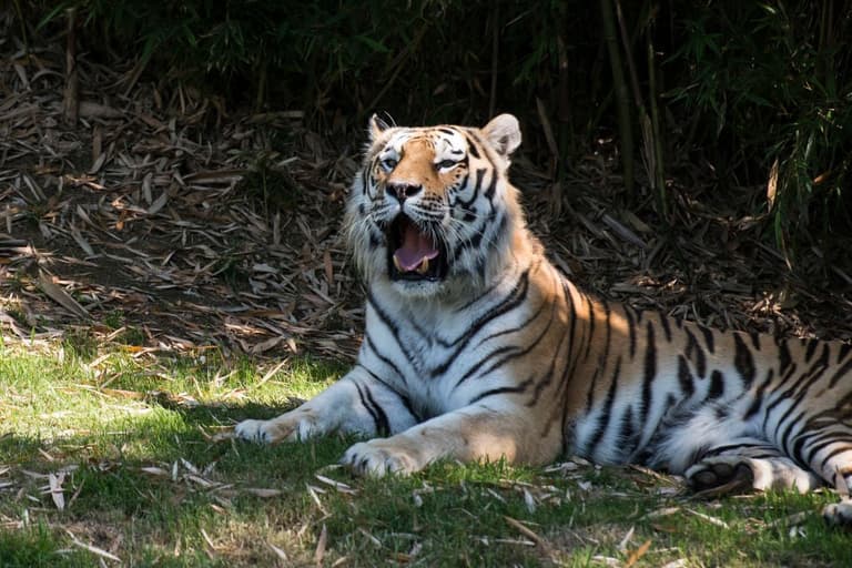 Notorious tiger poacher has been caught after 20-year hunt Notorious tiger poacher has been caught after 20-year hunt