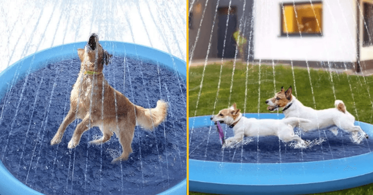 Dog paddling pool with sprinklers looks so good I might get one for myself Dog paddling pool with sprinklers looks so good I might get one for myself