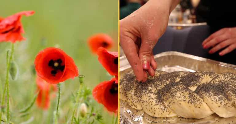 Man says he failed drug test for job after ‘eating poppy seed bread’ Man says he failed drug test for job after ‘eating poppy seed bread’