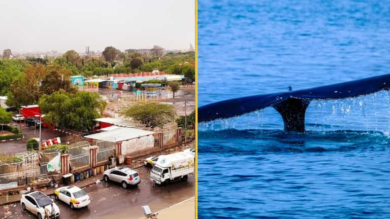 Yemen fishermen find fortune worth $1.5m in belly of a whale Yemen fishermen find fortune worth $1.5m in belly of a whale
