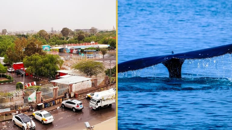 Yemen fishermen find fortune worth $1.5m in belly of a whale Yemen fishermen find fortune worth $1.5m in belly of a whale