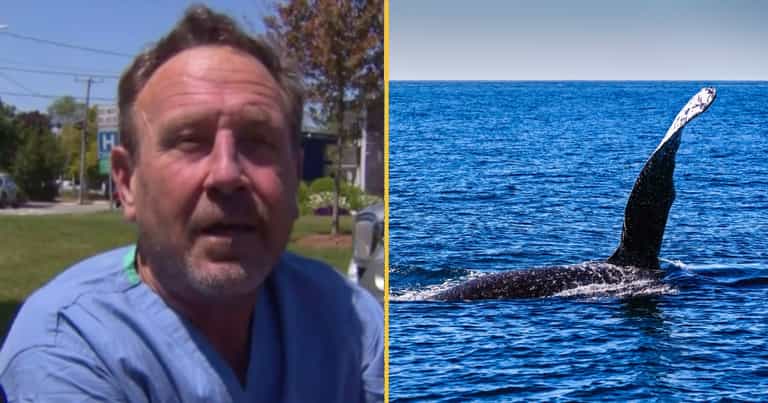 Man almost gets swallowed by humpback whale whilst diving Man almost gets swallowed by humpback whale whilst diving