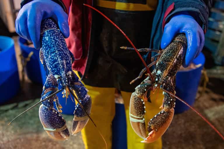 Boiling lobsters alive set to be banned in UK under government plans Boiling lobsters alive set to be banned in UK under government plans