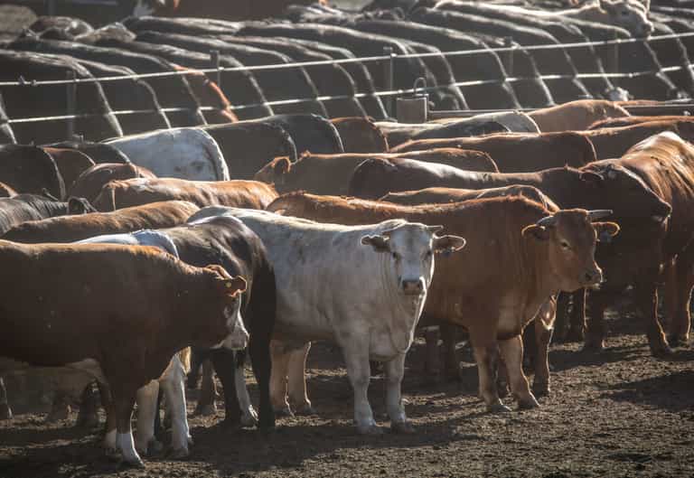 Brits urged to cut meat intake by 30% to save planet Brits urged to cut meat intake by 30% to save planet