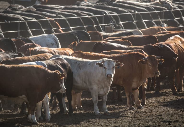 Brits urged to cut meat intake by 30% to save planet Brits urged to cut meat intake by 30% to save planet