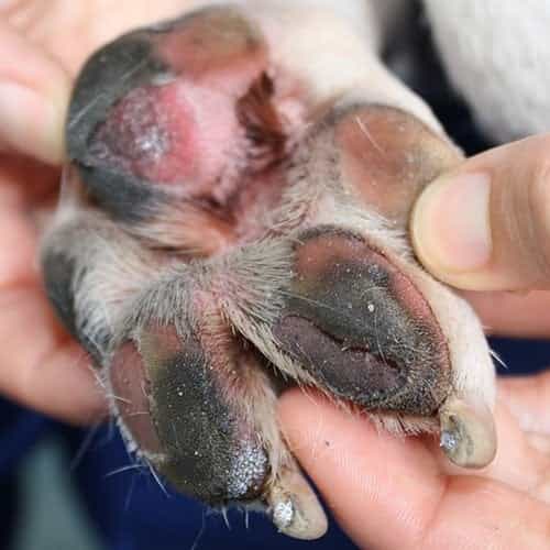 Pet owners advised to do ‘pavement test’ to see if they should walk their dog Pet owners advised to do ‘pavement test’ to see if they should walk their dog