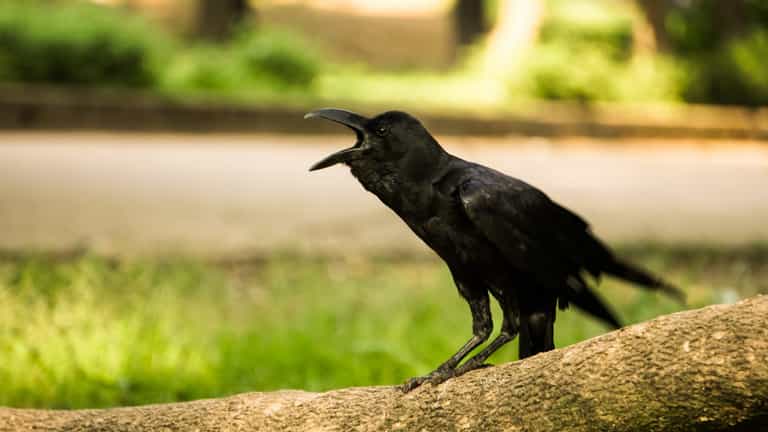 Woman says she’s found ‘proof’ for bizarre consipiracy that birds aren’t real Woman says she’s found ‘proof’ for bizarre consipiracy that birds aren’t real