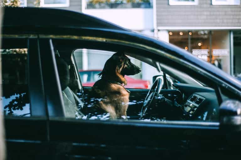 Tesco staff to patrol car parks to make sure dogs aren’t locked in hot cars Tesco staff to patrol car parks to make sure dogs aren’t locked in hot cars