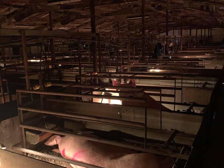 Farmer drop kicks vegan protestor for invading his property Farmer drop kicks vegan protestor for invading his property