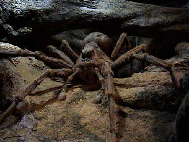 Thousands of giant spiders ‘the size of your hand’ set to invade UK homes Thousands of giant spiders ‘the size of your hand’ set to invade UK homes