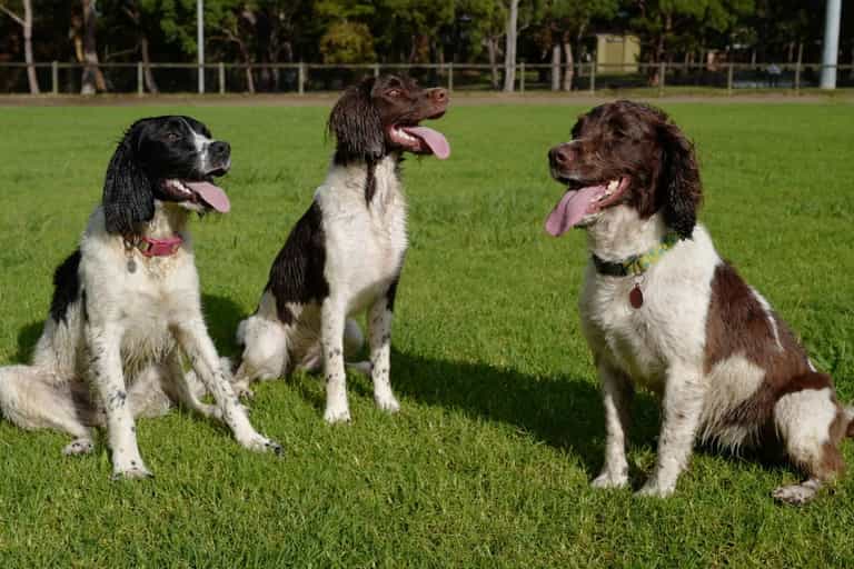 Ricky Gervais calls Australian council ‘c***s’ for shooting rescue dogs due to Covid restrictions Ricky Gervais calls Australian council ‘c***s’ for shooting rescue dogs due to Covid restrictions