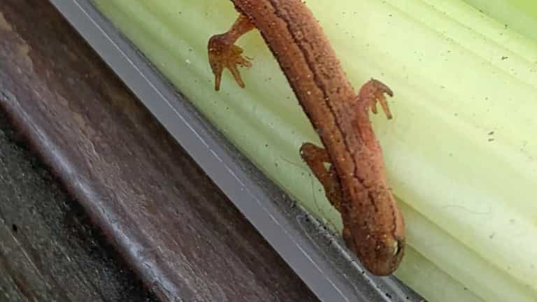 Newt found hiding in pack of Aldi celery adopted as pet Newt found hiding in pack of Aldi celery adopted as pet