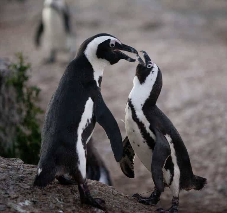 Swarm of bees kill 60 penguins by stinging them in the eyes Swarm of bees kill 60 penguins by stinging them in the eyes