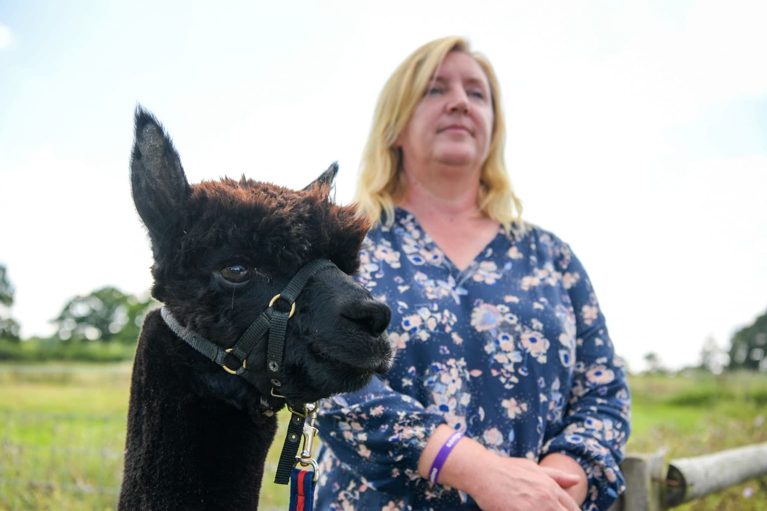 Geronimo the alpaca did not have TB according to post mortem, owner claims