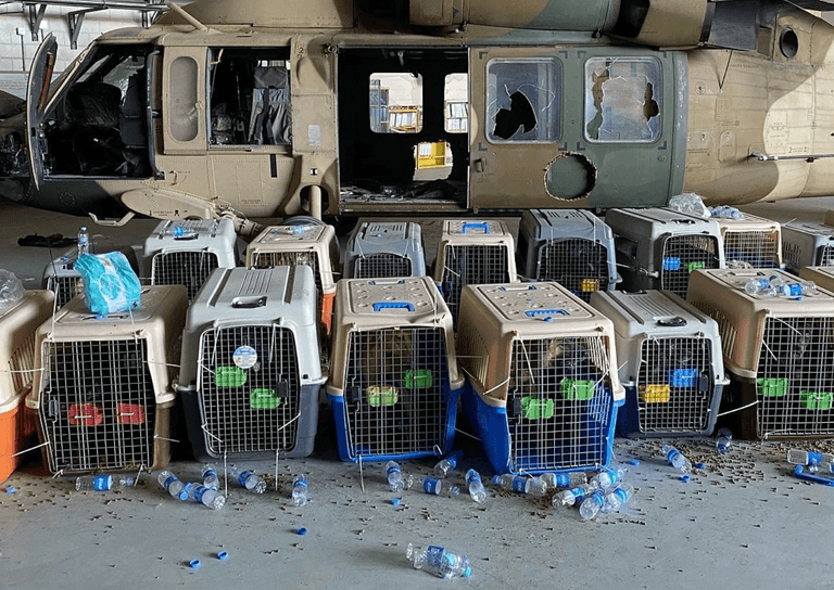 No working US military dogs left behind in Afghanistan, Pentagon confirms No working US military dogs left behind in Afghanistan, Pentagon confirms