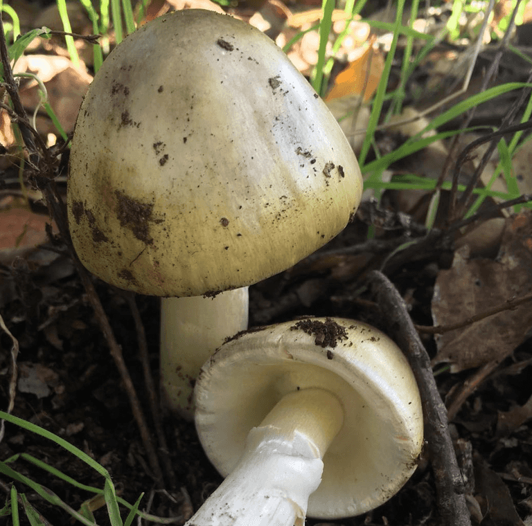 Second Afghan child dies after eating toxic mushrooms in Poland Second Afghan child dies after eating toxic mushrooms in Poland