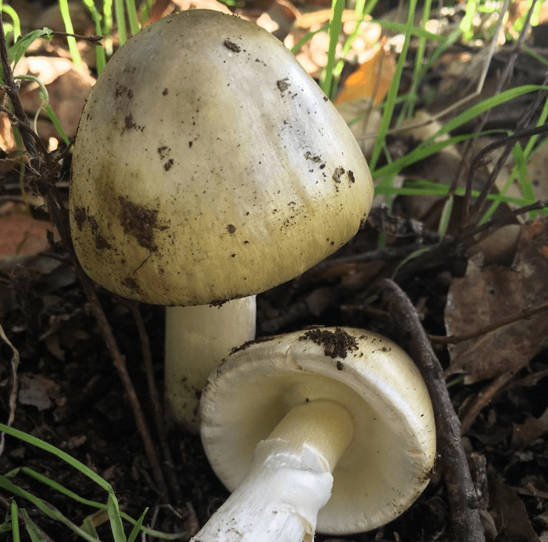 Second Afghan child dies after eating toxic mushrooms in Poland Second Afghan child dies after eating toxic mushrooms in Poland