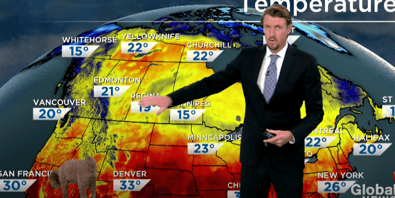 Weather reporter’s dog walks on screen during live broadcast Weather reporter’s dog walks on screen during live broadcast