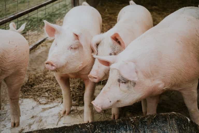 Farmers could be forced to kill and burn nearly 100,000 pigs due to a post-Brexit Farmers could be forced to kill and burn nearly 100,000 pigs due to a post-Brexit