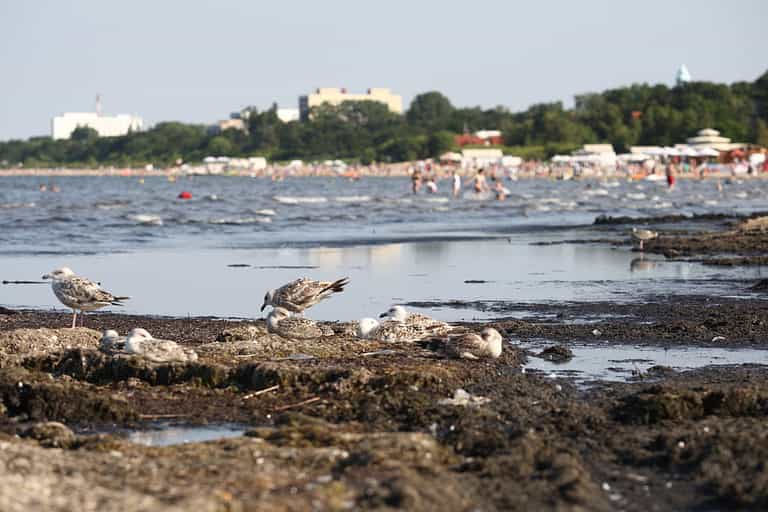A warning sign of a mass extinction event is on the rise, scientists warn A warning sign of a mass extinction event is on the rise, scientists warn