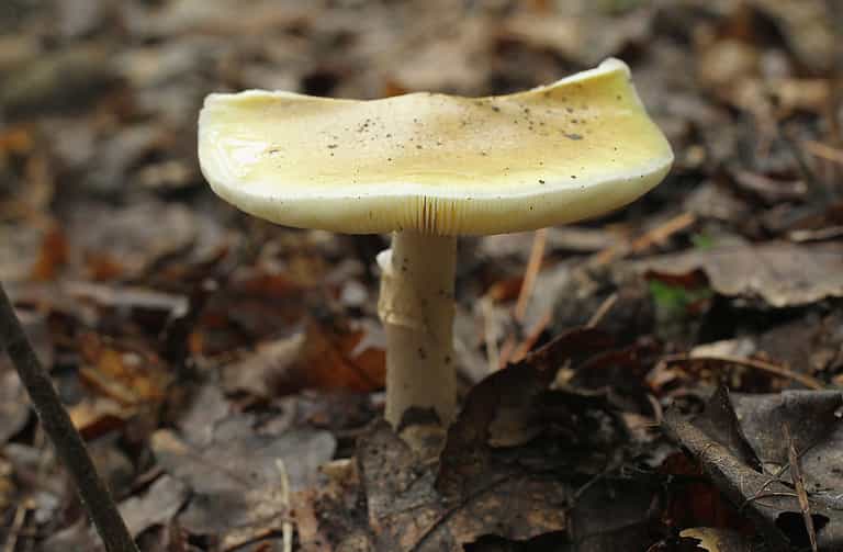Afghan refugee dies in Poland after eating mushrooms Afghan refugee dies in Poland after eating mushrooms