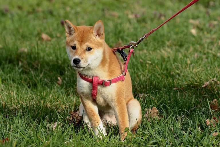 Dog owners using harness instead of collar could be hit with £5000 fine Dog owners using harness instead of collar could be hit with £5000 fine
