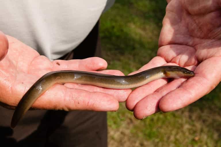 Man attempts to ‘relieve constipation’ by putting an eel up his bum Man attempts to ‘relieve constipation’ by putting an eel up his bum