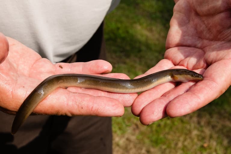 Man attempts to ‘relieve constipation’ by putting an eel up his bum Man attempts to ‘relieve constipation’ by putting an eel up his bum