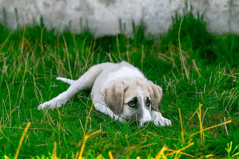 Pet abduction will finally be made a criminal offence in the UK Pet abduction will finally be made a criminal offence in the UK
