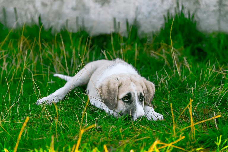 Pet abduction will finally be made a criminal offence in the UK Pet abduction will finally be made a criminal offence in the UK