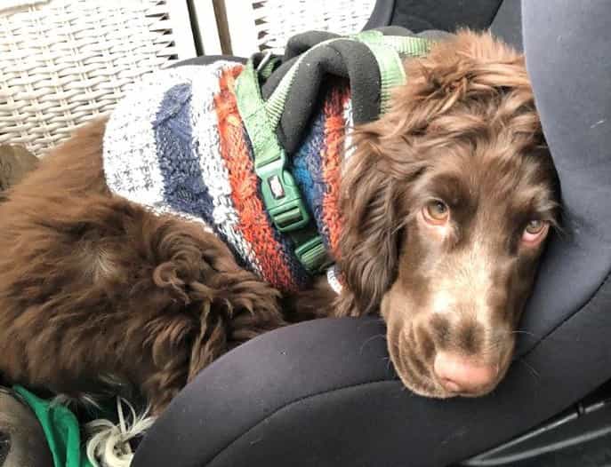 Blind dog set to be put down has sight saved and is now autistic girl’s best friend Blind dog set to be put down has sight saved and is now autistic girl’s best friend