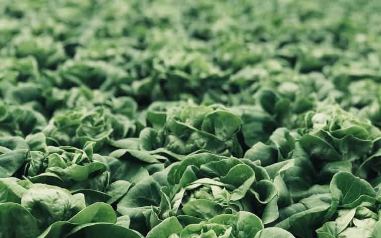 Millions of vegetables thrown away as labour shortages hit farms Millions of vegetables thrown away as labour shortages hit farms