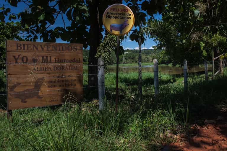 Colombian government forced to sterilise Pablo Escobar’s ‘cocaine hippos’ Colombian government forced to sterilise Pablo Escobar’s ‘cocaine hippos’