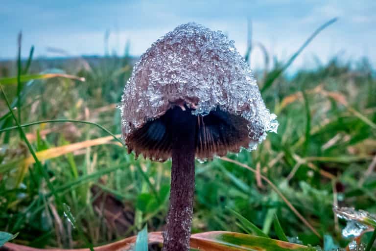 Guy injects magic mushrooms into his veins and they started growing in his blood Guy injects magic mushrooms into his veins and they started growing in his blood