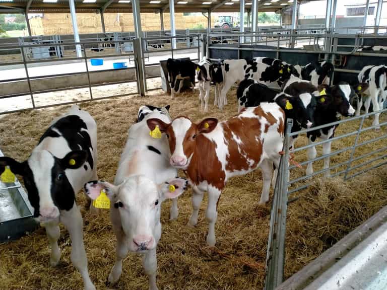 ‘Happy cows’: Can experts really make cows smile on way to slaughterhouse? ‘Happy cows’: Can experts really make cows smile on way to slaughterhouse?