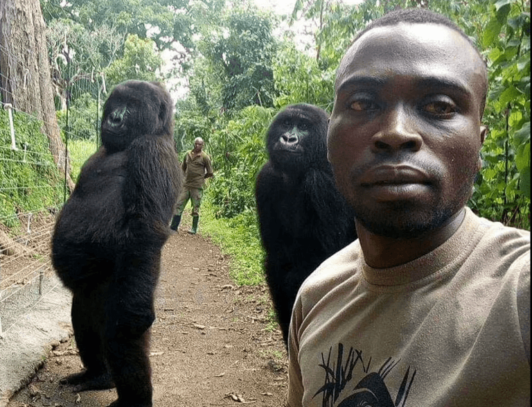 Gorilla from viral selfie dies in arms of man who rescued her as an infant Gorilla from viral selfie dies in arms of man who rescued her as an infant