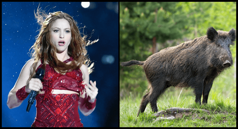 Shakira “stood up” to wild boars who attacked her and stole her bag in Barcelona Shakira “stood up” to wild boars who attacked her and stole her bag in Barcelona