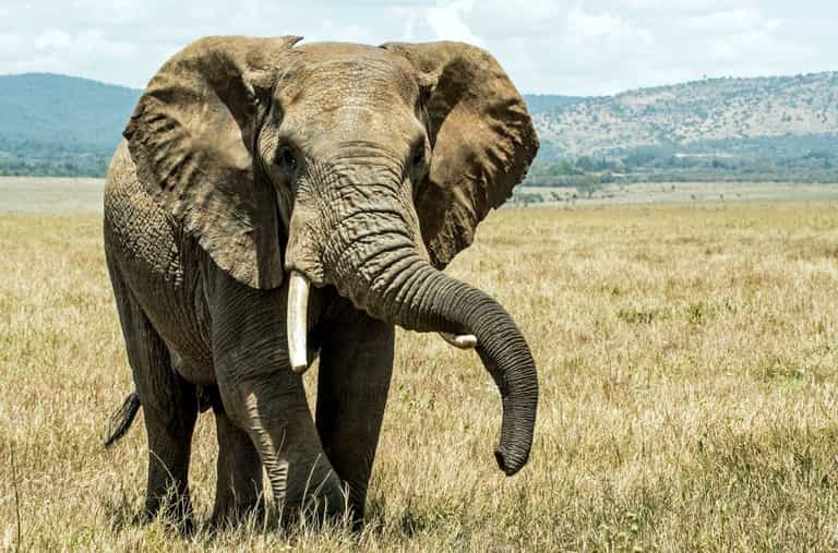 Suspected poacher trampled to death by elephant in South Africa Suspected poacher trampled to death by elephant in South Africa