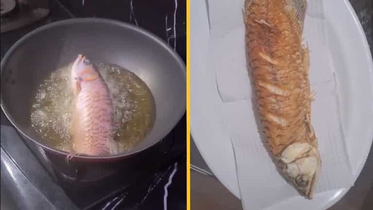 Wife ‘deep-fries husband’s pet fish for refusing to clean the tank’ Wife ‘deep-fries husband’s pet fish for refusing to clean the tank’