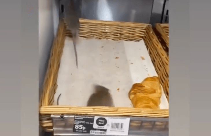 Rats filmed crawling over croissants at Sainsbury’s Rats filmed crawling over croissants at Sainsbury’s