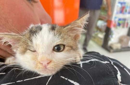 Woman spends £13.7k to rescue stray kittens she found on holiday Woman spends £13.7k to rescue stray kittens she found on holiday