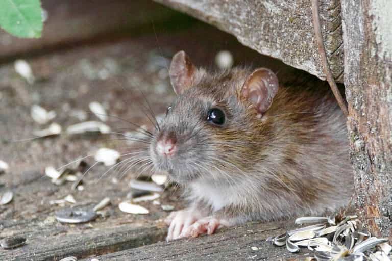Giant rats ‘the size of cats’ invading British homes through our toilets, expert warns Giant rats ‘the size of cats’ invading British homes through our toilets, expert warns