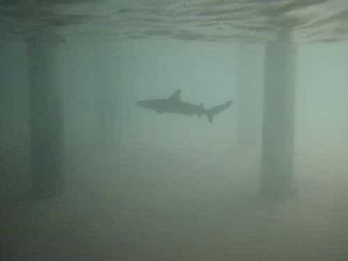 Venomous sharks discovered in the River Thames Venomous sharks discovered in the River Thames