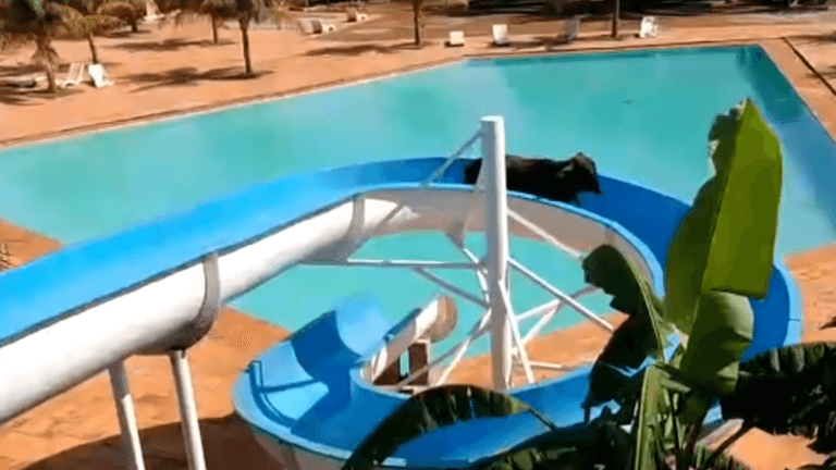 Cow escapes field, heads to resort, and gets stuck on water slide Cow escapes field, heads to resort, and gets stuck on water slide
